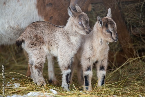 Fototapeta Naklejka Na Ścianę i Meble -  Baby goats standing in a stack of hay near a wooden fence in a rural setting