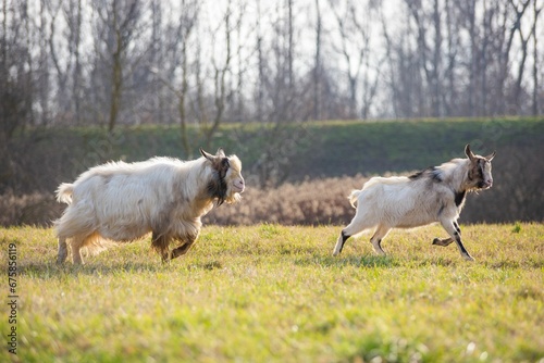 Fotografie Playful goats sprint through a lush green grassy field, enjoying the sunny outdo