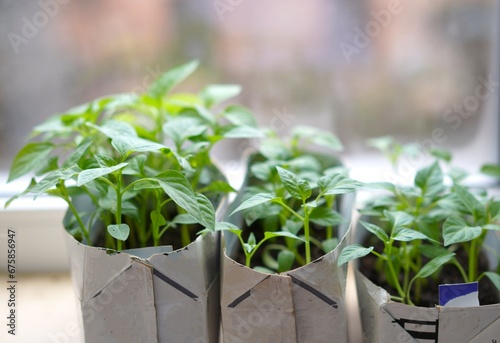 a small green seedling of peppers to cardboard milk cartons with earth on the windowsill against the background of the window. The concept of growing eco-friendly products on your own photo