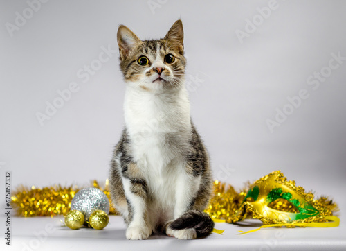 tabby kitten with christmas decorations and mask