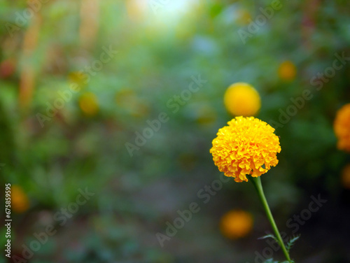 Fototapeta Naklejka Na Ścianę i Meble -  Beautiful orange marigold flowers in the field, Booming yellow marigold flower garden plantation in morning,close-up