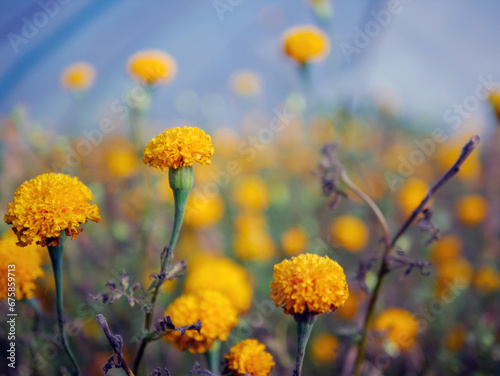 Beautiful orange marigold flowers in the field, Booming yellow marigold flower garden plantation in morning,close-up