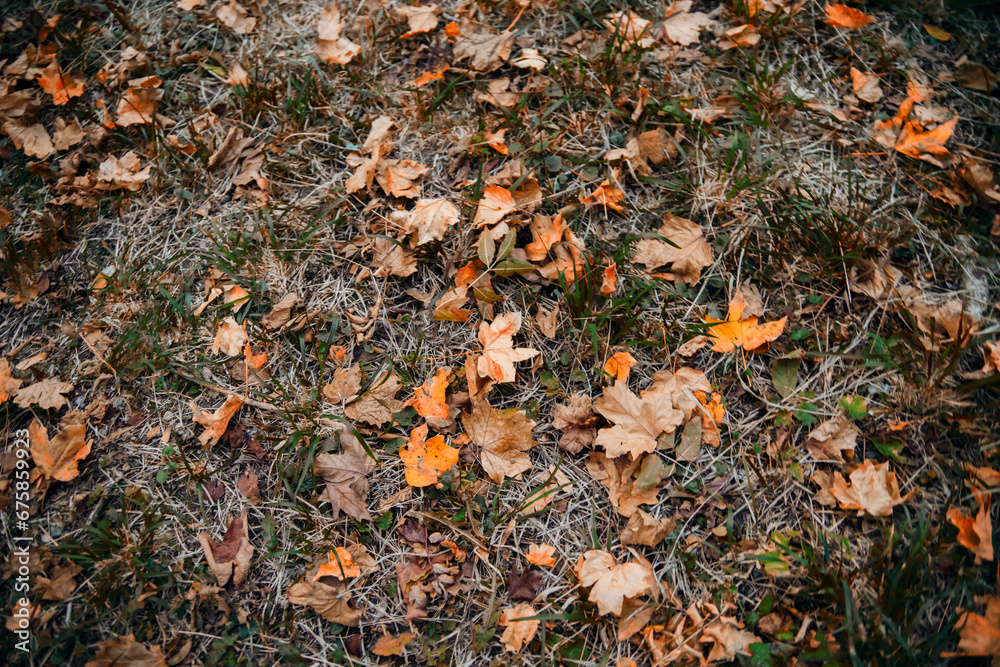 The first fallen dry leaves, green grass of the forest or city park. Autumn picturesque background of nature foliage. October. The concept of autumn.