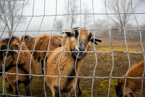 Принти на полотні Cute brown goat peeking out through a frostbitten gate on a field