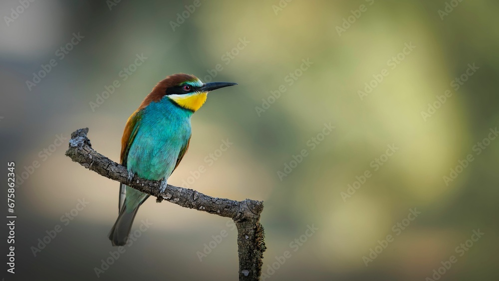 Closeup of a European bee-eater (Merops apiaster) perched on a branch Closeup of a European bee-eater (Merops apiaster) perched on a branch