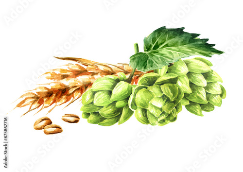 Fresh green hops (Humulus lupulus) and ears of wheat and barley. Hand drawn watercolor illustration isolated on white background
