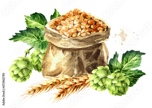 Fresh green hops (Humulus lupulus) and wheat and barley . Hand drawn watercolor illustration isolated on white background