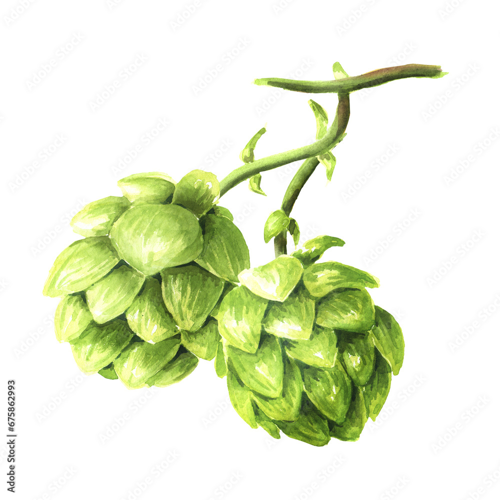 Fresh green hops branch (Humulus lupulus), Hand drawn watercolor illustration isolated on white background Fresh green hops branch (Humulus lupulus), Hand drawn watercolor illustration isolated on white background