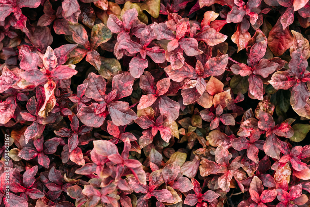 Closeup red leaves background. Natural textured pattern Closeup red leaves background. Natural textured pattern