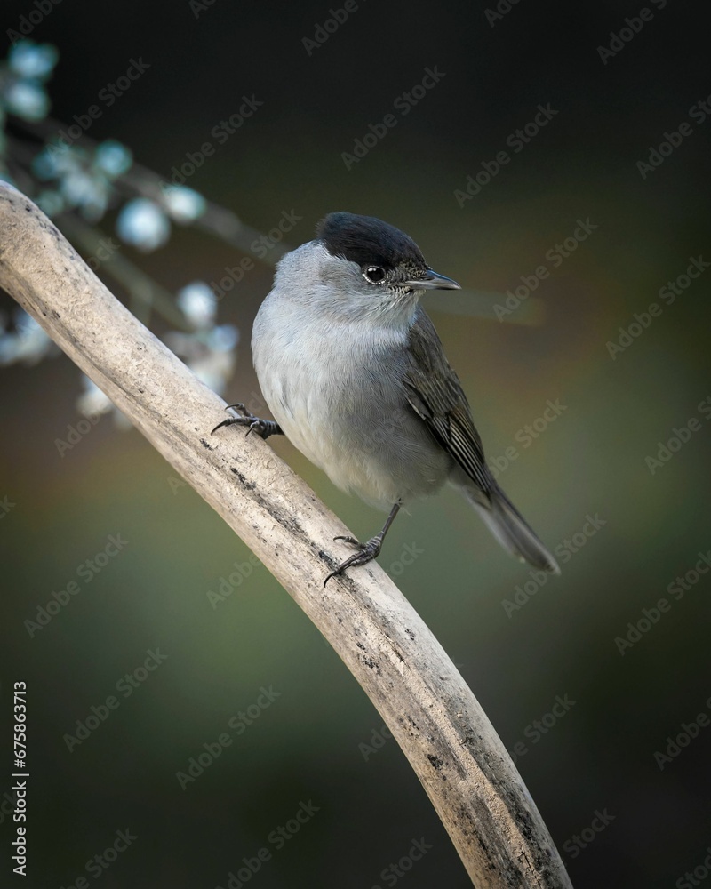Obraz premium Vertical closeup of a Eurasian blackcap perched on a branch