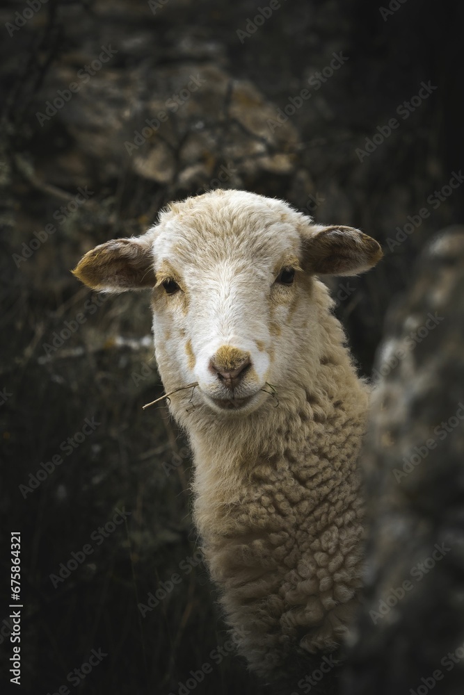 Vertical closeup of a white sheep looking at the camera