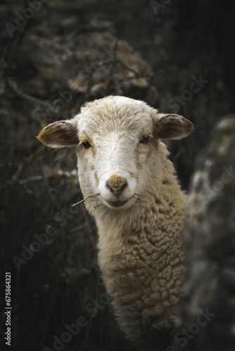 Vertical closeup of a white sheep looking at the camera