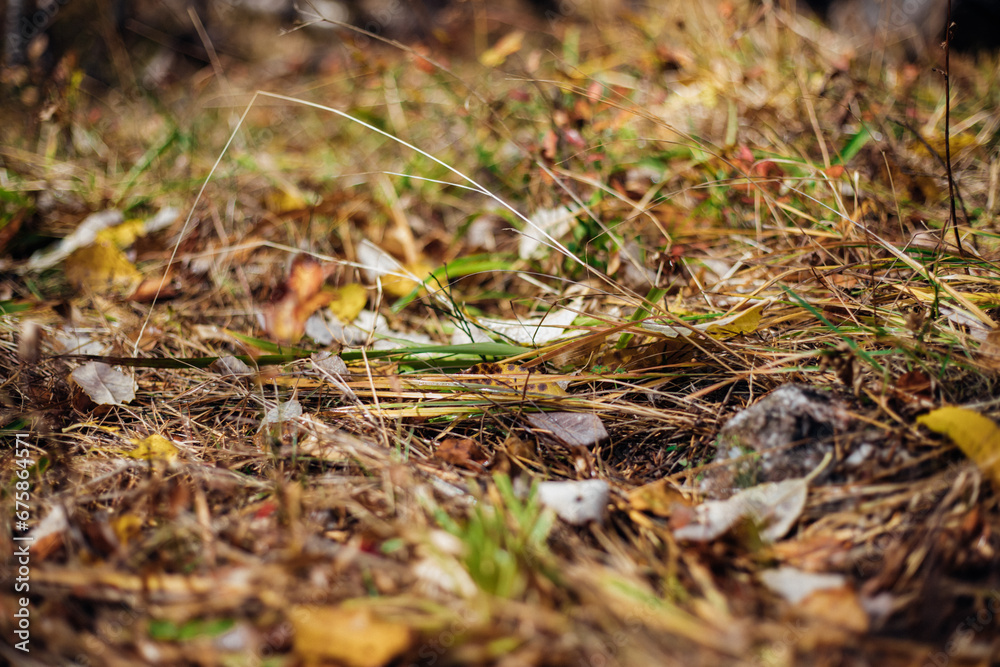 The first fallen dry leaves, green grass of the forest or city park. Autumn picturesque background of nature foliage. October. The concept of autumn. The first fallen dry leaves, green grass of the forest or city park. Autumn picturesque background of nature foliage. October. The concept of autumn.