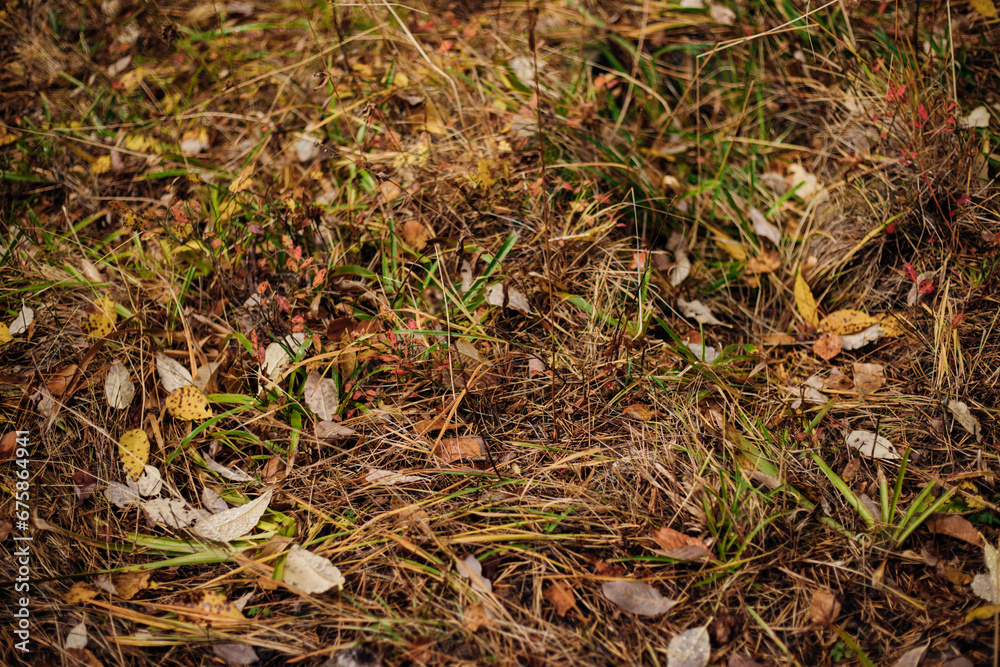 The first fallen dry leaves, green grass of the forest or city park. Autumn picturesque background of nature foliage. October. The concept of autumn. The first fallen dry leaves, green grass of the forest or city park. Autumn picturesque background of nature foliage. October. The concept of autumn.