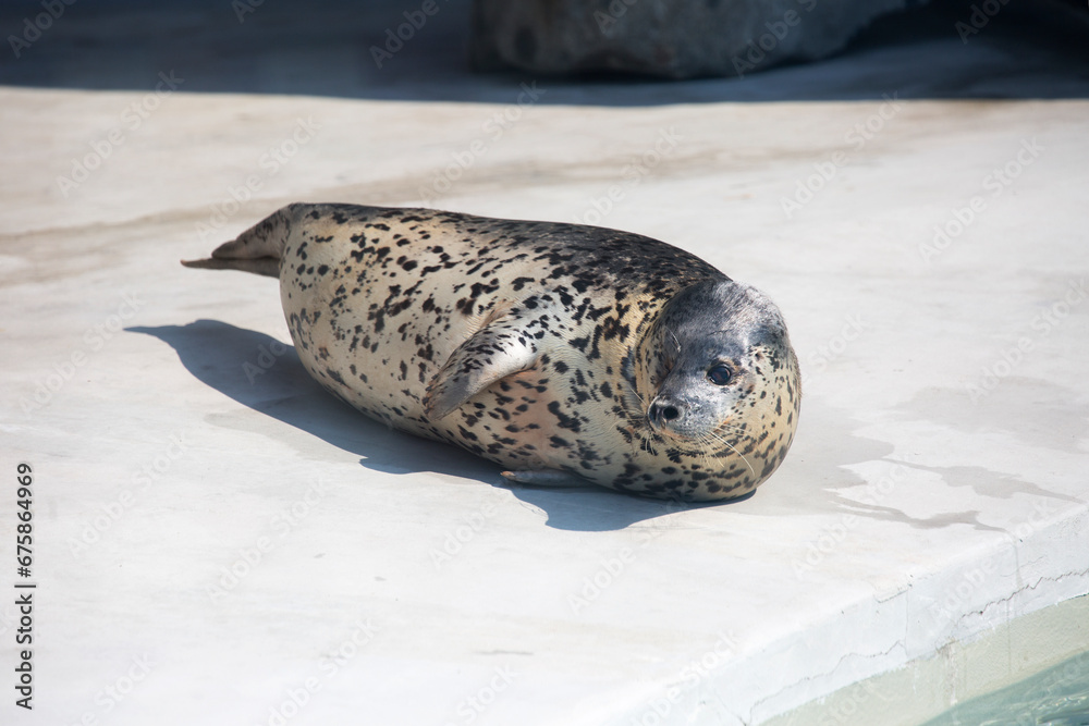 Spotted seal, Larga seal.
 This is a type of seal. The skin is light, mottled, light silvery below, darker above, with a dense network of medium-sized brown or black spots.It lives in Pacific Ocean.