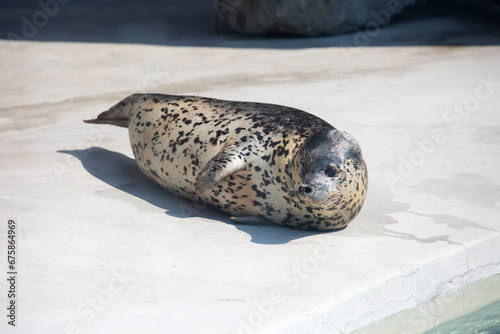 Spotted seal  Larga seal.  This is a type of seal. The skin is light  mottled  light silvery below  darker above  with a dense network of medium-sized brown or black spots.It lives in Pacific Ocean.