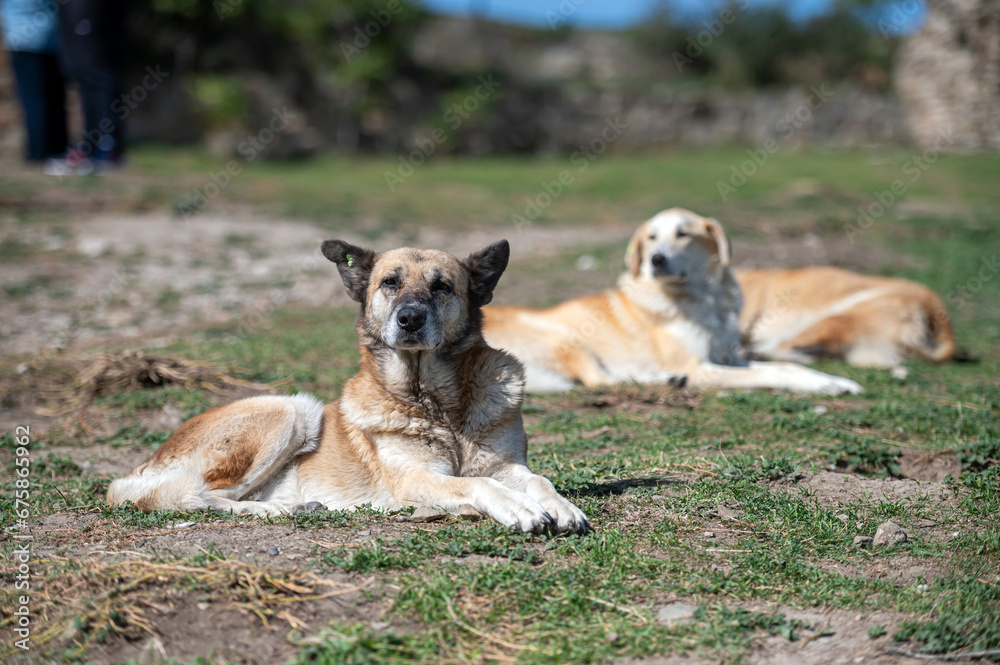 Two stray dogs lying on the ground. Selective focus. Two stray dogs lying on the ground. Selective focus.