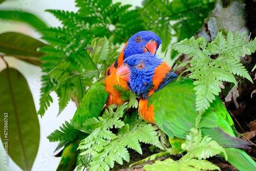Two rainbow lorikeets perched atop a sturdy tree branch, surrounded by lush foliage.