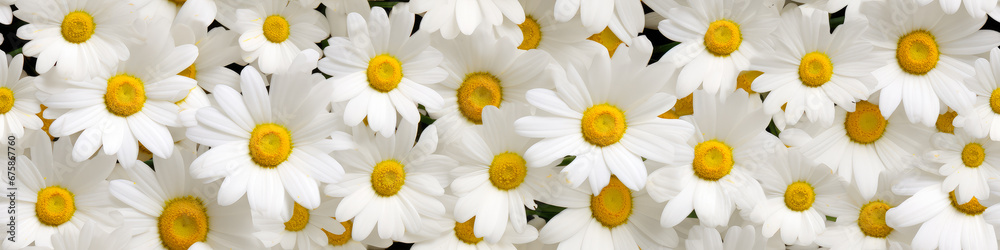 White daisies background. Chamomile pattern. White daisies background. Chamomile pattern.