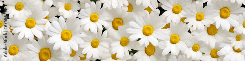 White daisies background. Chamomile pattern.