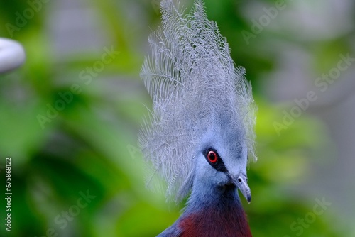 Closeup shot of a Scheepmaker's crowned pigeon sitting perched in its natural environment. photo