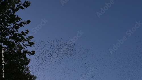 Murmuration of common starlings in sky. Flocks of birds flying over trees. Lausanne, Switzerland. European starling. Sturnus vulgaris. Real time. photo