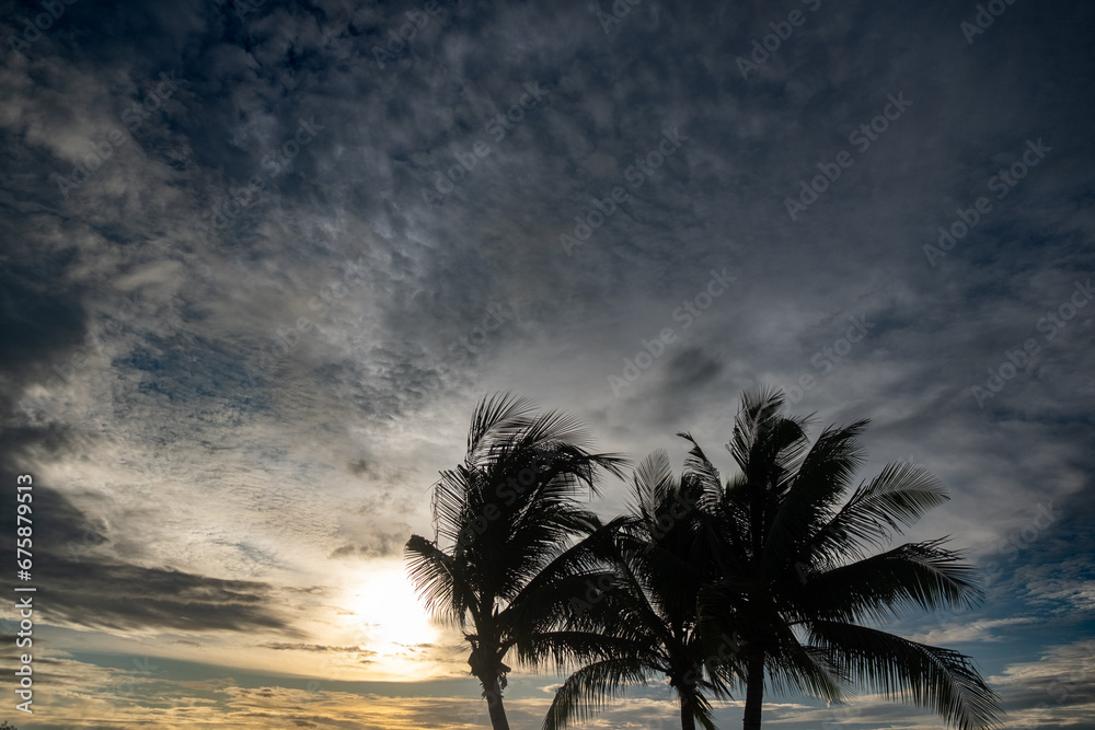 Coconut trees against sky at sunset. Beautiful scenic