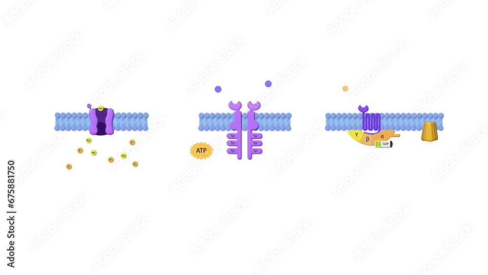 drug receptors, ligand, gprotein receptor, effector protein, enzyme