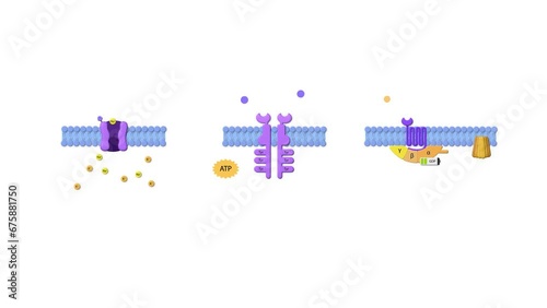 drug receptors, ligand, g-protein receptor, effector protein, enzyme linked receptor, ligand, ADP, ATP, cell membrane, Enzyme-linked receptors, cell surface proteins, 2d animation