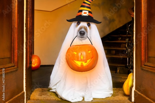 a dog dressed as a ghost holding a jack - o - lantern