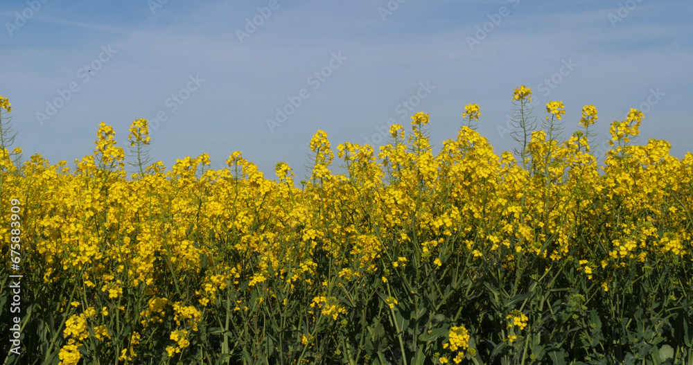 Blooming Rape field, brassica napus, Normandy in France Blooming Rape field, brassica napus, Normandy in France