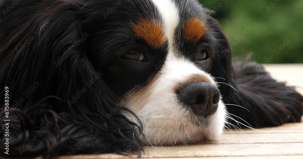 Cavalier King Charles Spaniel, Portrait of Male, France