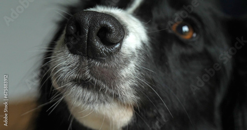 Border Collie Dog, Portrait of male, Close up of Nose and Eye