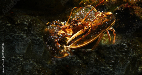 Lobster, homarus gammarus, Adult in a Seawater Aquarium in France