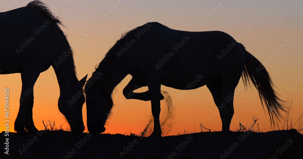 Camargue or Camarguais Horse in the Dunes at Sunrise, Camargue in the South East of France, Les Saintes Maries de la Mer Camargue or Camarguais Horse in the Dunes at Sunrise, Camargue in the South East of France, Les Saintes Maries de la Mer