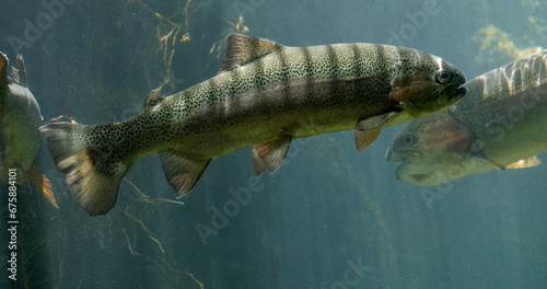 Rainbow Trout, salmo gairdneri, Fishes Swimming in a Freshwater Aquarium in France photo