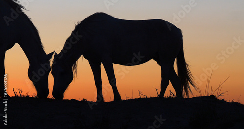 Camargue or Camarguais Horse in the Dunes at Sunrise, Camargue in the South East of France, Les Saintes Maries de la Mer © slowmotiongli