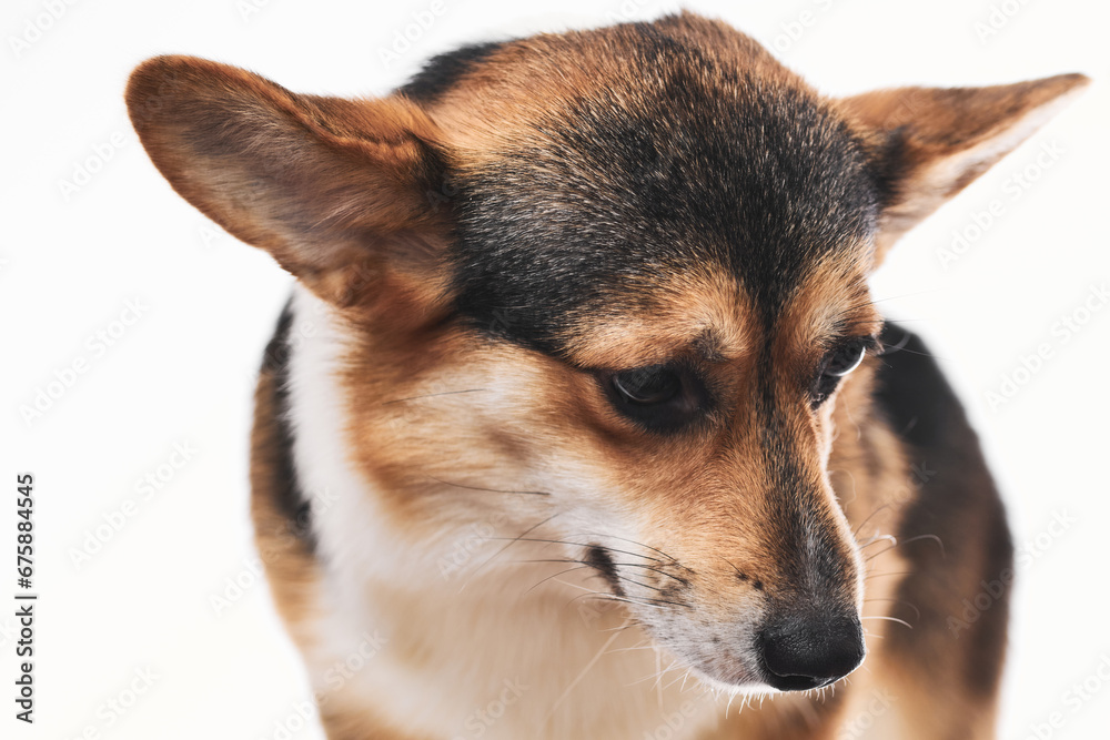 Fototapeta premium Pembroke Welsh Corgi portrait isolated on white studio background with copy space, purebred dog