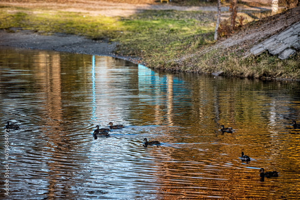 Ducks swim in a pond in an autumn park. Ducks swim in a pond in an autumn park.