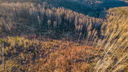 Aerial view of a dead forest and bare trees on a mountain near Wernigerode