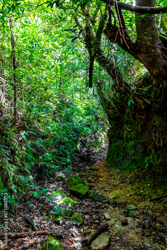 Forest hiking trail and tall gigantic plants trees Costa Rica.