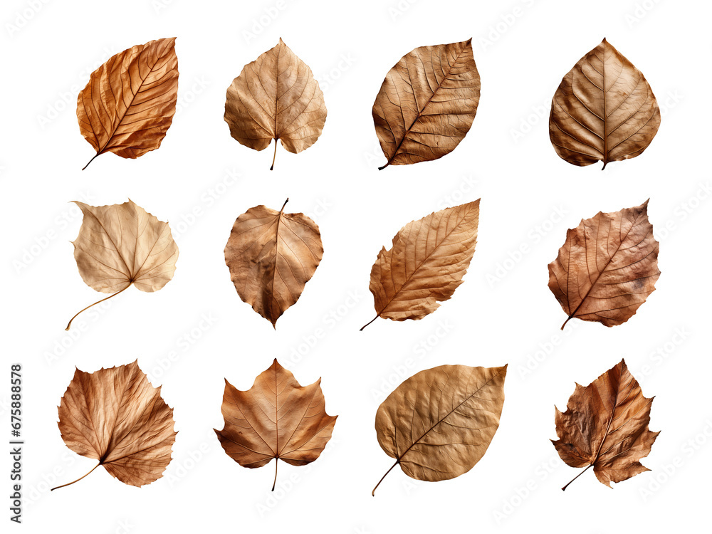 Collection of autumn-dried leaves isolated on a transparent background Collection of autumn-dried leaves isolated on a transparent background