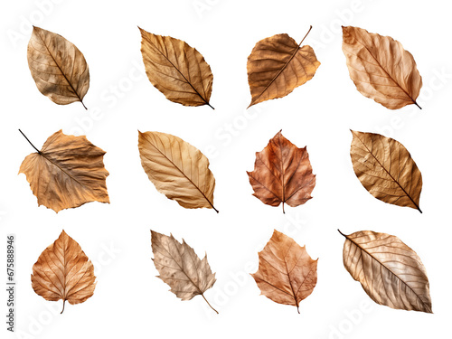 Collection of autumn-dried leaves isolated on a transparent background