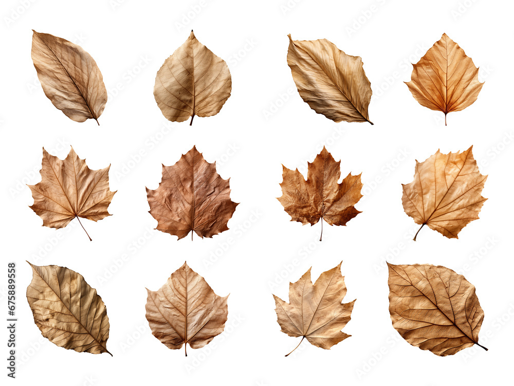 Collection of autumn-dried leaves isolated on a transparent background Collection of autumn-dried leaves isolated on a transparent background