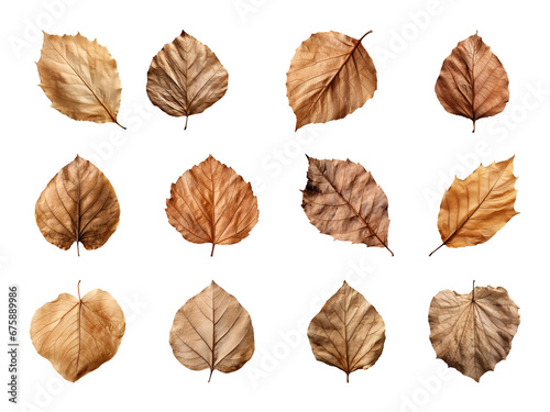 Collection of autumn-dried leaves isolated on a transparent background