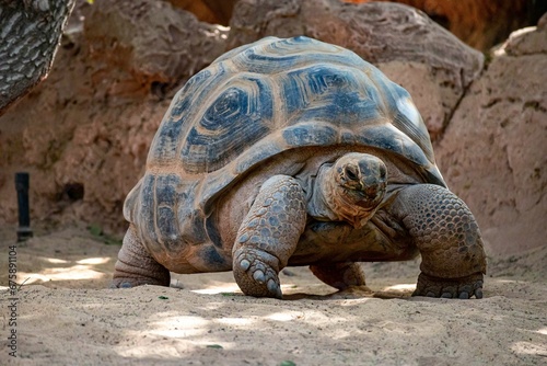 Closeup shot of Aldabra giant tortoise, Aldabrachelys gigantea.