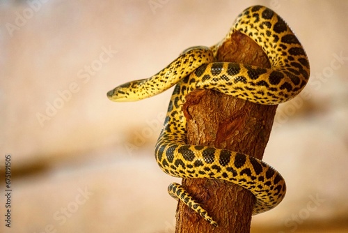 Closeup shot of a Paraguayan anaconda on a tree trunk. Eunectes notaeus.
