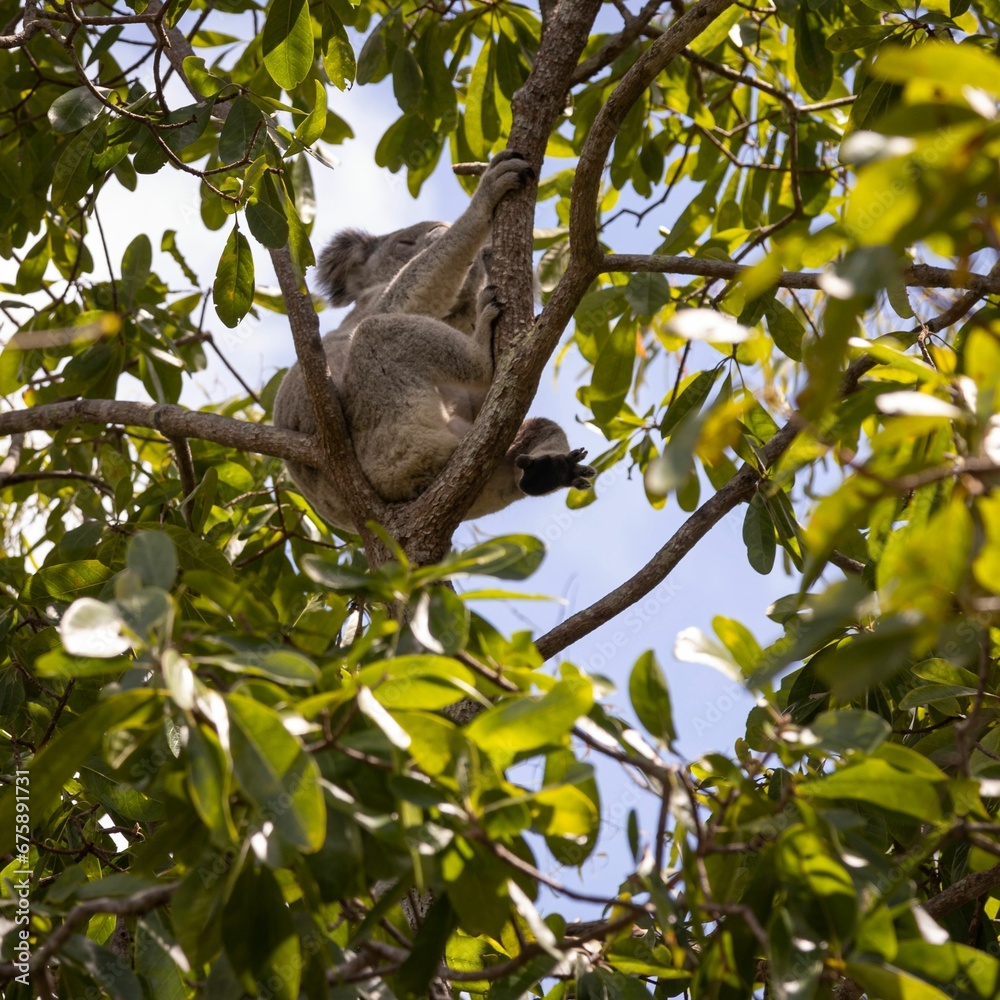 Fototapeta premium Koala in tree on forts walk on Magnetic Island near Townsville in Far North Queensland, Australia