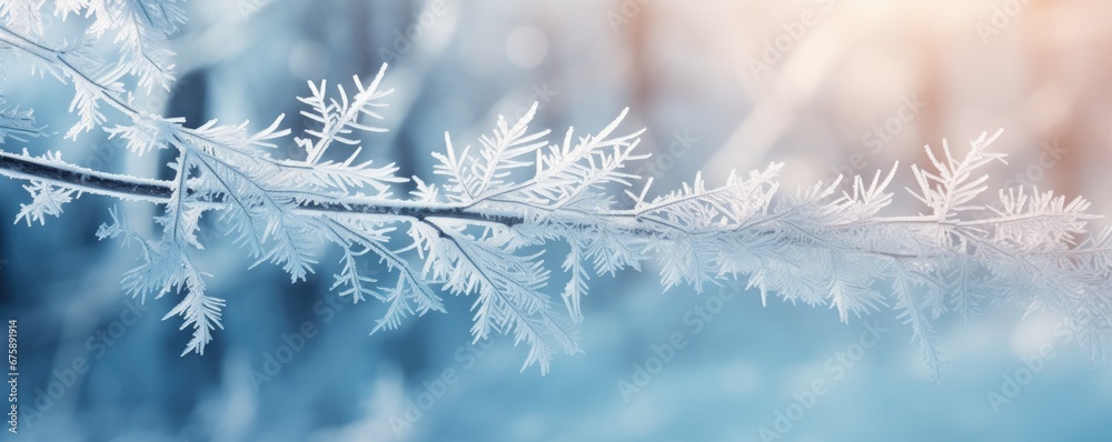 frozen fir branch on winter nature background