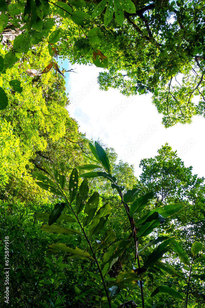 Fototapeta premium Forest hiking trail and tall gigantic plants trees Costa Rica.